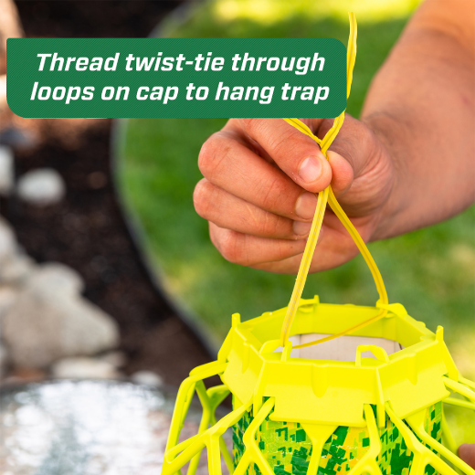 TrapsStik Trap For Wasps; Carpenter Bees & Mud Daubers
