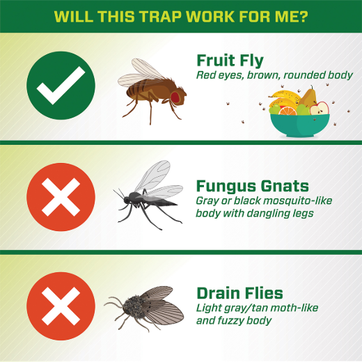 2PC Fruit Fly Trap Reuseable